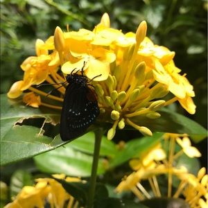 Meet your Posher, Malaya