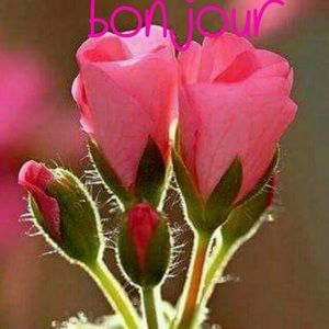 Meet your Posher, Julie