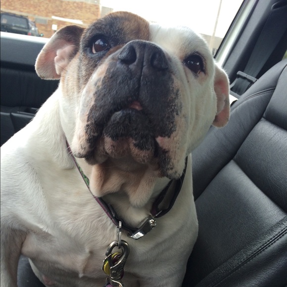 Meet your Posher, Sophia - Picture 1 of 1