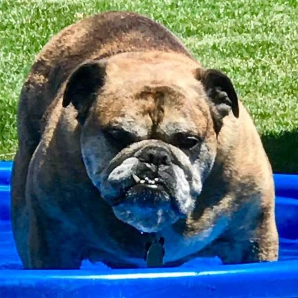 Meet your Posher, Dawn