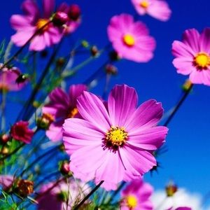 Meet your Posher, Milagros