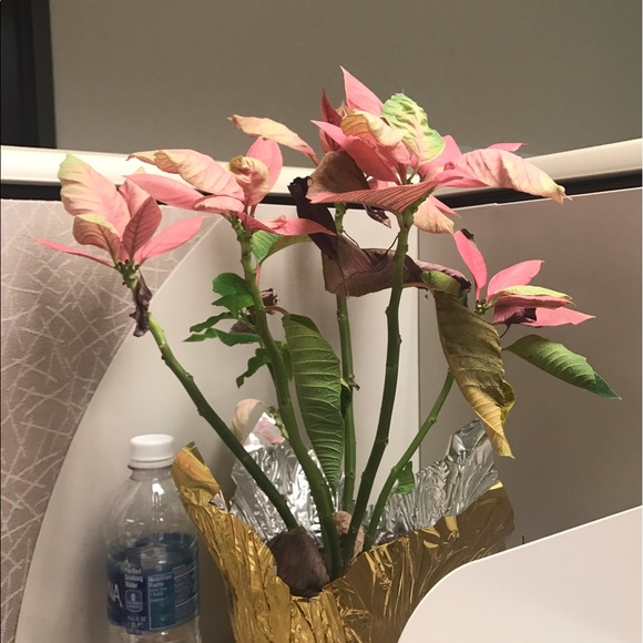 Meet your Posher, Retha - Picture 1 of 1