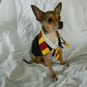 Harry potter inspired dog costume