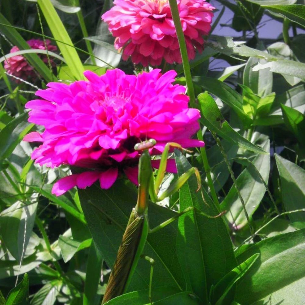 Meet your Posher, Nesh