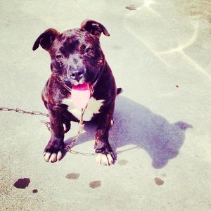 Meet your Posher, Donovan