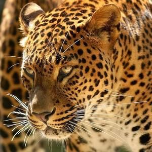 Meet your Posher, Nada