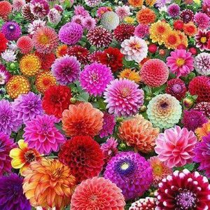 Meet your Posher, Gomathi