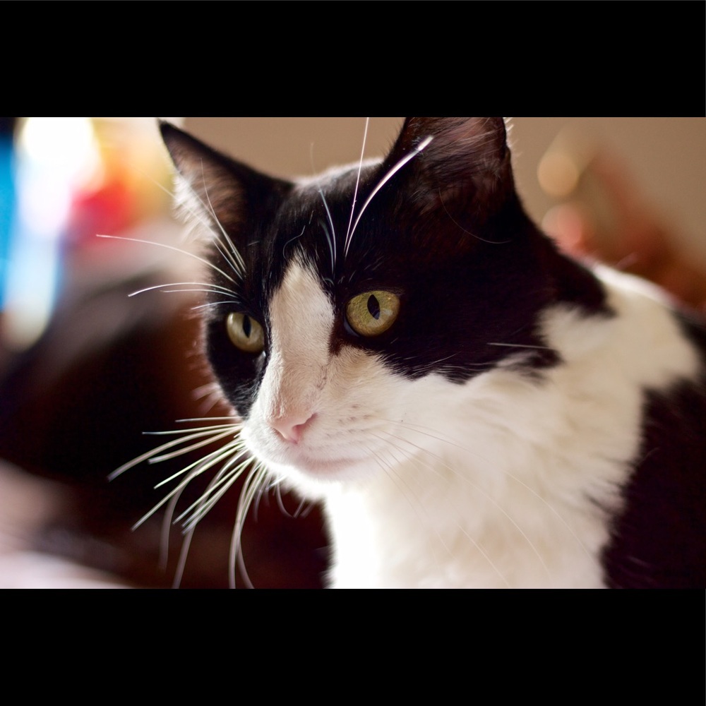 Meet your Posher, Pattie