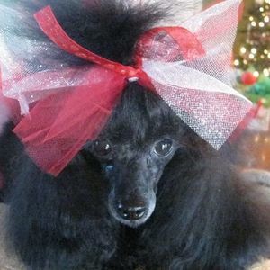 Meet your Posher, Debbie