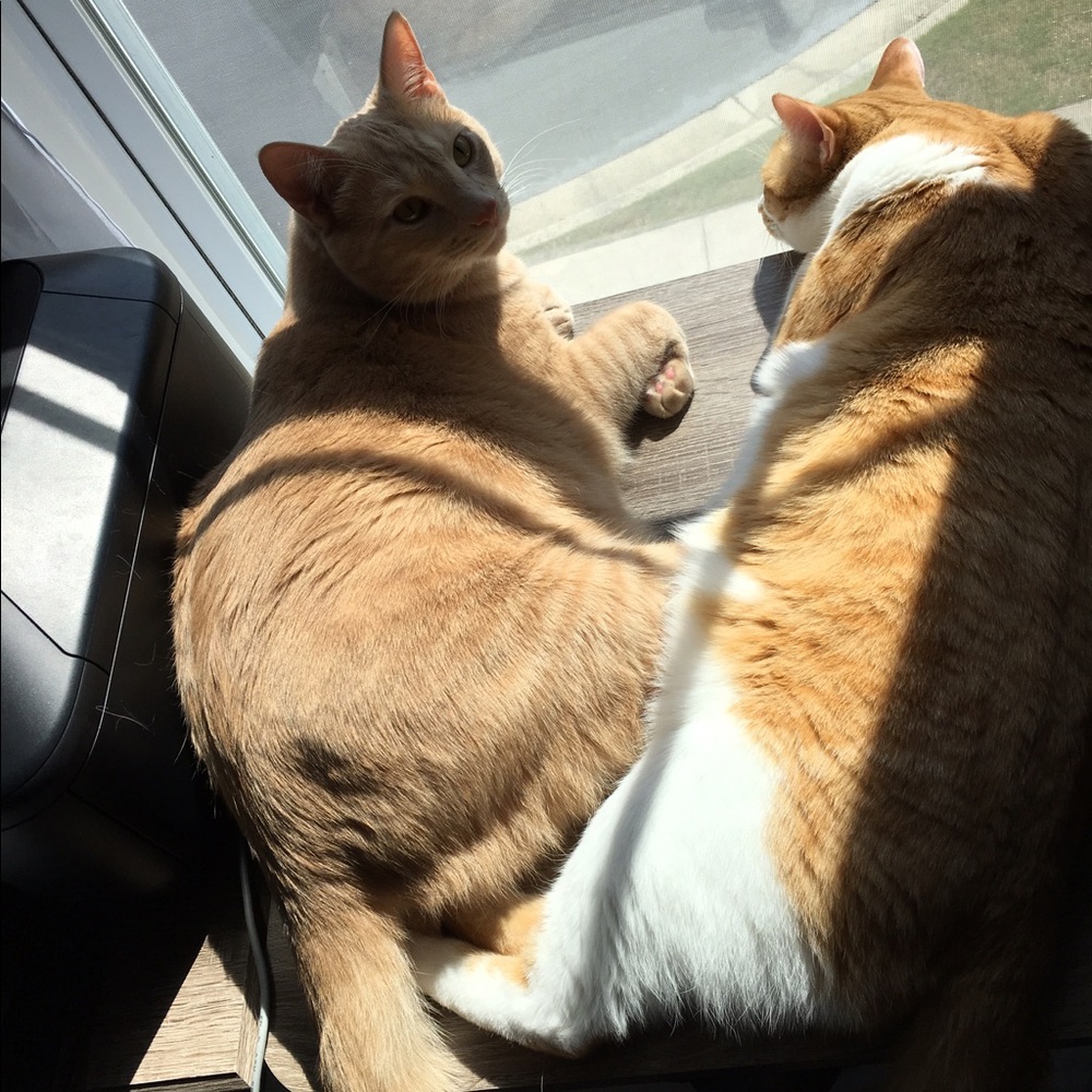 Meet your Posher, Donna