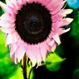 Meet your Posher, Deb