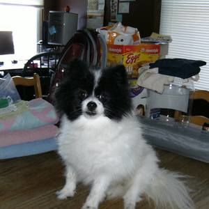 Meet your Posher, Charlene