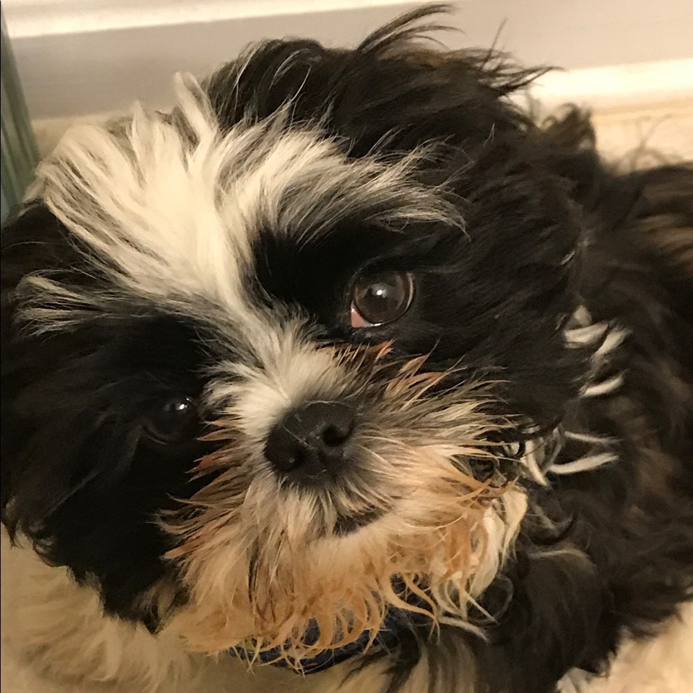 Meet your Posher, Carolyn