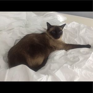 Meet your Posher, Silvia