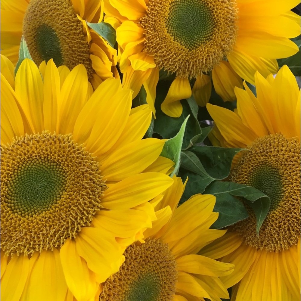 Meet your Posher, Charizza