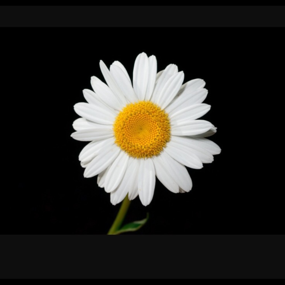 Meet your Posher, Jay