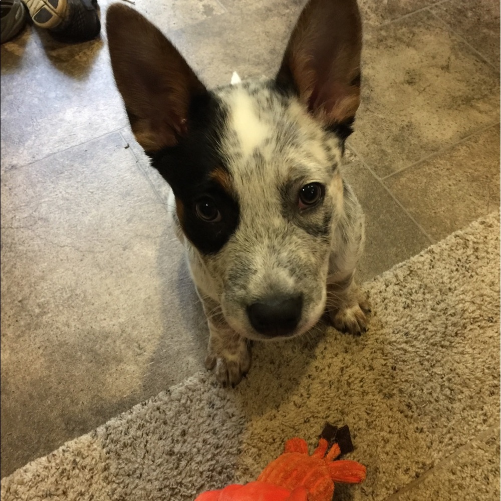 Meet your Posher, Chelsie