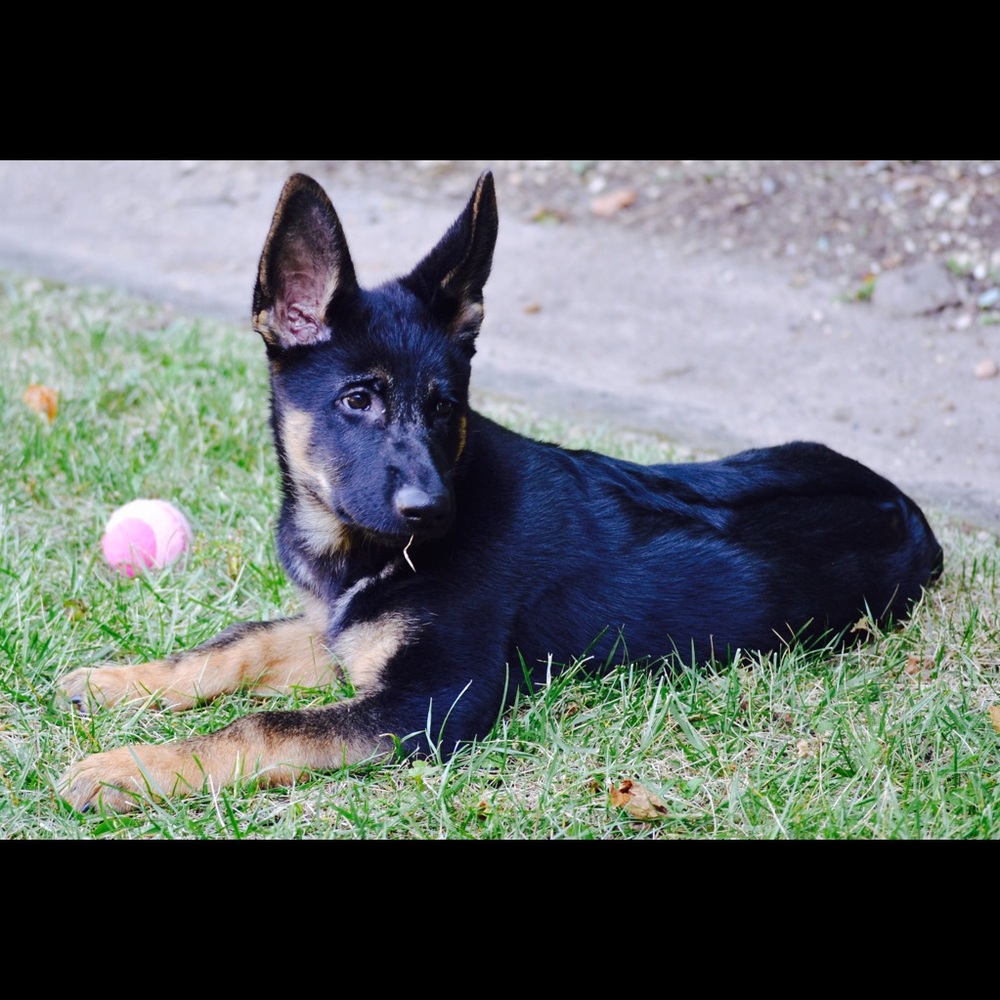 Meet your Posher, Kiki