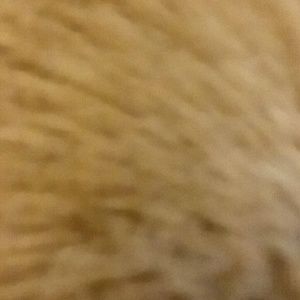 Meet your Posher, Yoali