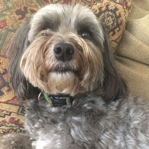 Meet your Posher, Sydney