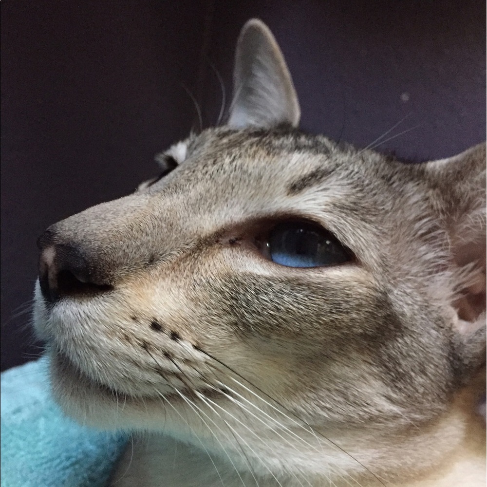 Meet your Posher, Tracy