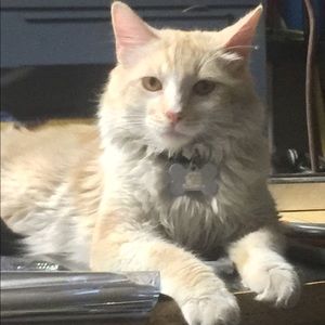 Meet your Posher, Cheyenne