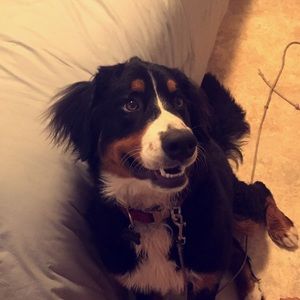 Meet your Posher, Mia