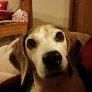 Meet your Posher, Peggy