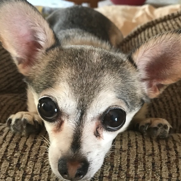 Meet your Posher, Peggy - Picture 3 of 4