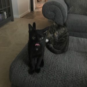 Meet your Posher, Charles