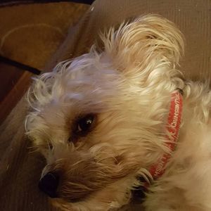 Meet your Posher, Bronna