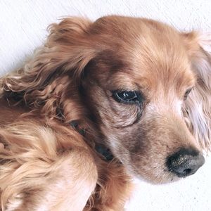 Meet your Posher, Angie