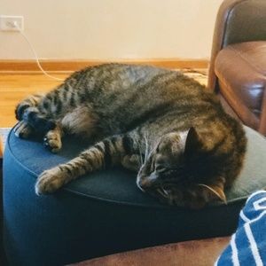 Meet your Posher, Magilla