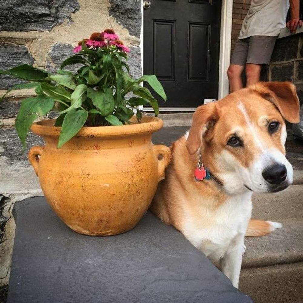 Meet your Posher, Elise