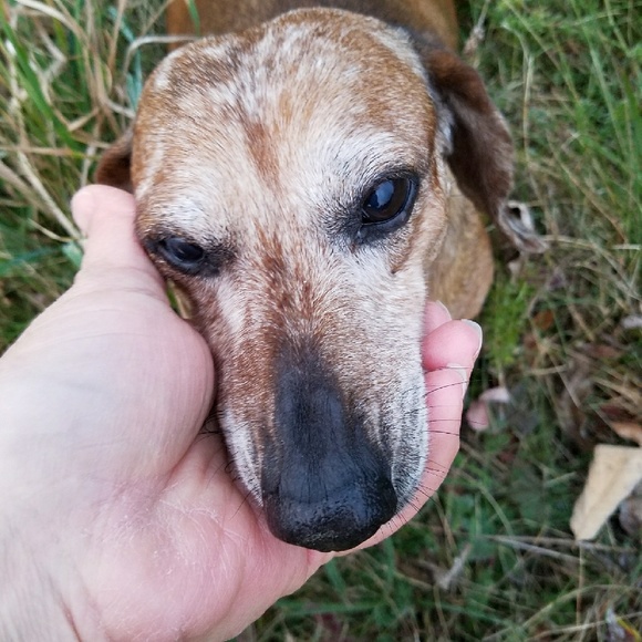 Dolly😊 - Picture 3 of 3