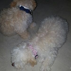 Meet your Posher, Cynthia