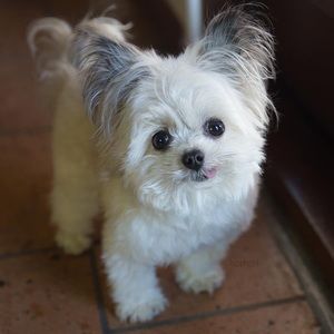 Meet your Posher, Abby