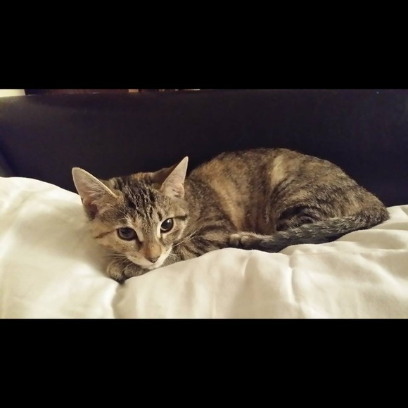 Meet your Posher, Colleen - Picture 4 of 7