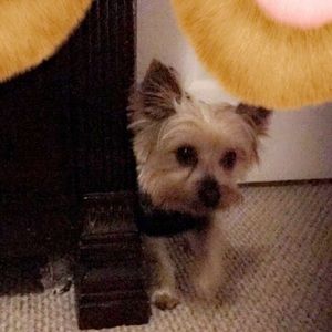 Meet your Posher, Pearl