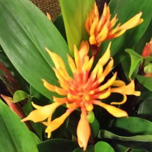 Meet your Posher, Adriano