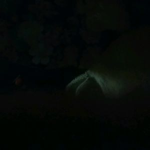 Meet your Posher, Ronchezona