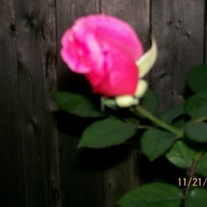 Meet your Posher, Norma