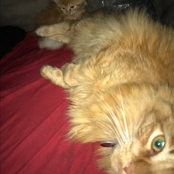 Meet your Posher, Tatyana - Picture 1 of 1