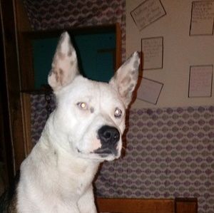 Meet your Posher, Brittney