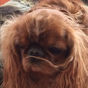 Meet your Posher, Patricia