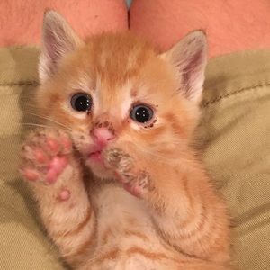 Meet your Posher, Christian