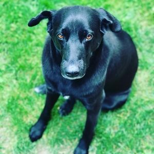 Meet your Posher, Molly