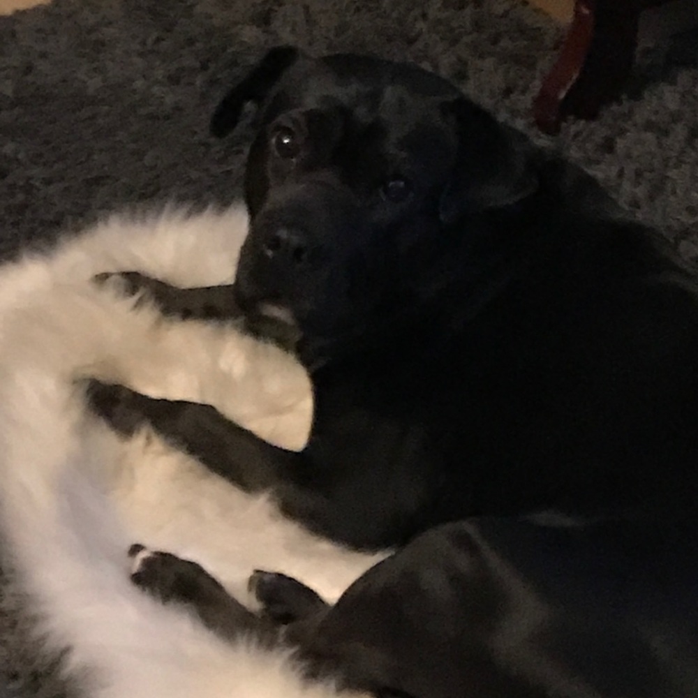 😍My lady Daisy😍