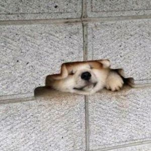 Meet your Posher, Adam