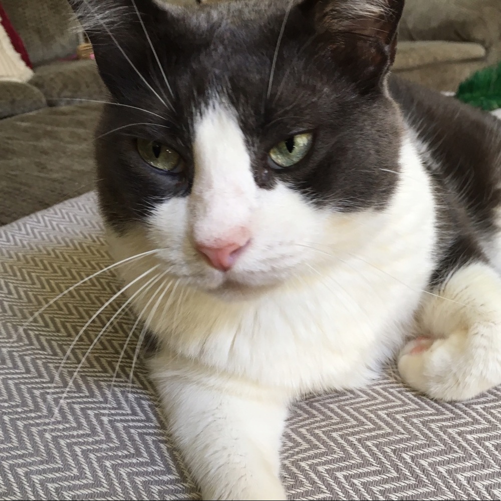 Meet your Posher, Ann